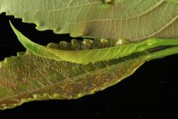 Salix reinii. Emerging leaf with hairs.
 Image: D. Glenny © Landcare Research 2020 CC BY 4.0